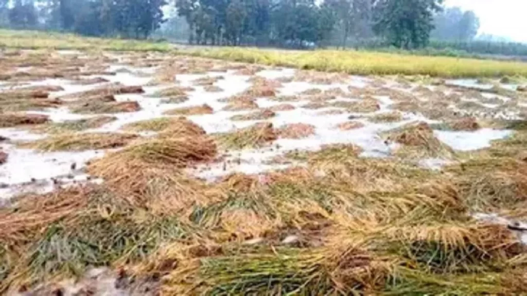 Raipur News Bemausam Baarish :