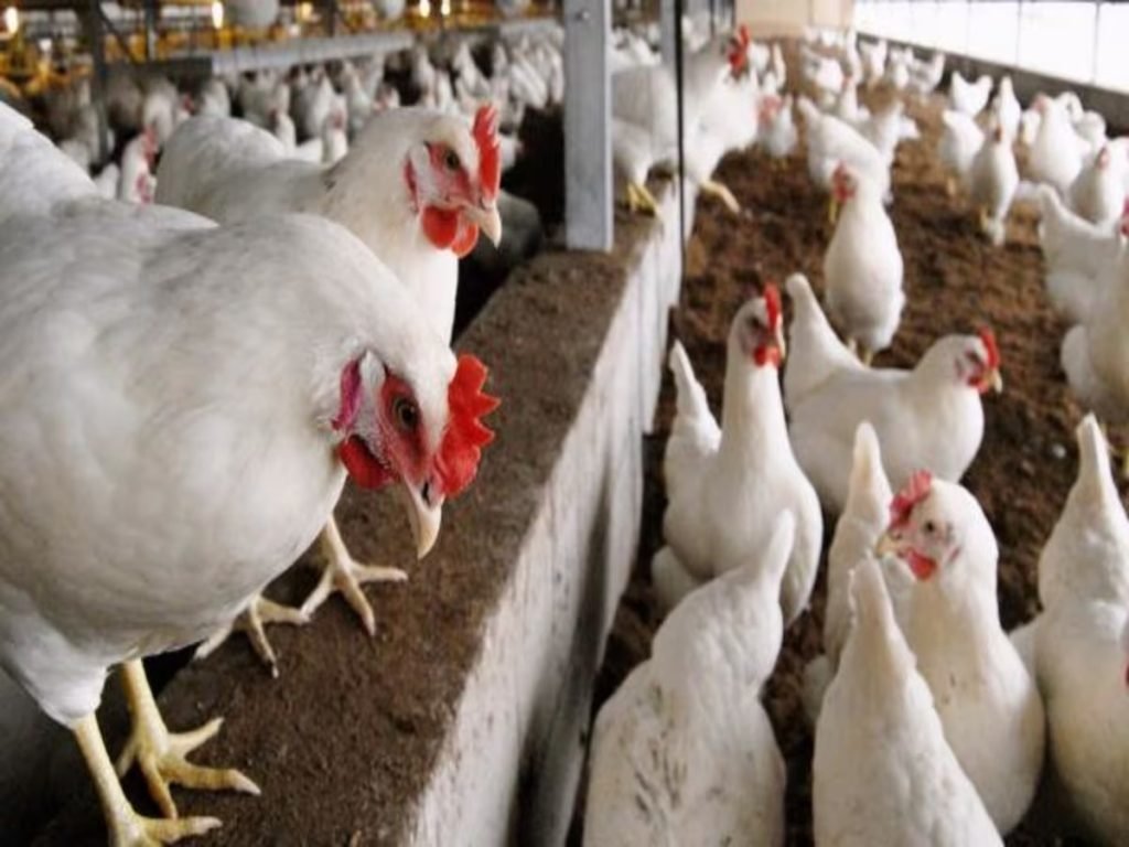 Bird Flu: