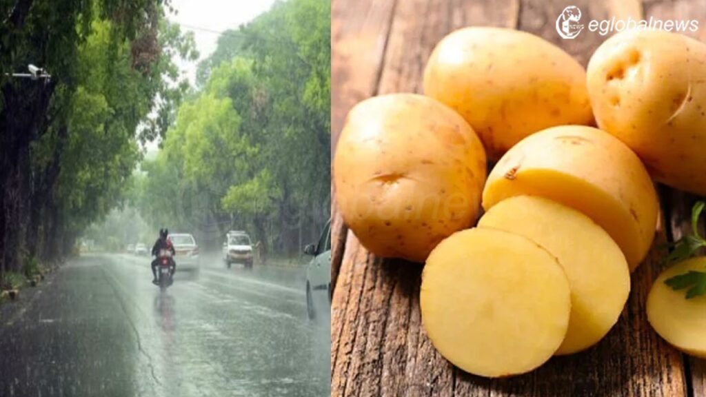 Care and Store Potatoe: