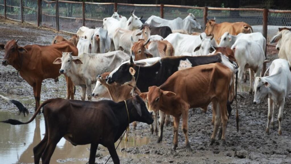 Raipur News: