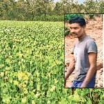 अब छत्तीसगढ़ के बलरामपुर में मिली अफीम की खेती, 5 आरोपियों को किया गिरफ्तार