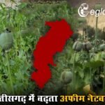 छत्तीसगढ़ में बढ़ता अफीम नेटवर्क, तमनार के जंगलों में प्रोफेशनल तरीके से उगाई जा रही फसल