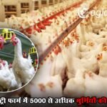सरकारी पोल्ट्री फार्म में 5000 से अधिक मुर्गियों की संदिग्ध मौत, बर्ड फ्लू की जताई जा रही आशंका
