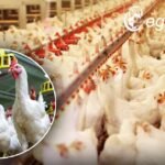 बिलासपुर में ‘बर्ड फ्लू’ का कहर : बसिया, खैरा और अकलतरी में सैकड़ों मुर्गियों की मौत से हड़कंप