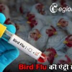 Bird Flu की एंट्री से हड़कंप! मुर्गी बिक्री पर प्रशासन ने लगाई रोक, 1 किमी इन्फेक्टेड और 10 किमी सर्विलांस जोन