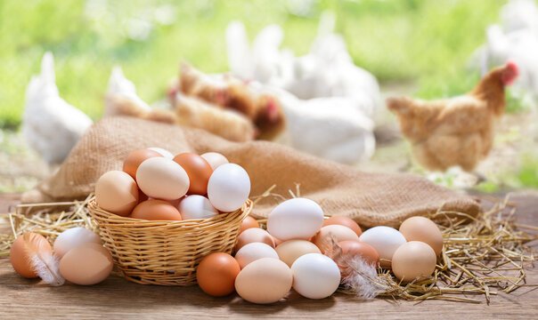 fresh egg test tips