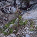 Chamba Car Accident: हिमाचल के चंबा में रूह कंपा देने वाला हादसा, 500 मीटर गहरी खाई में गिरी पर्यटकों की कार, 8 लोगों की दर्दनाक मौत