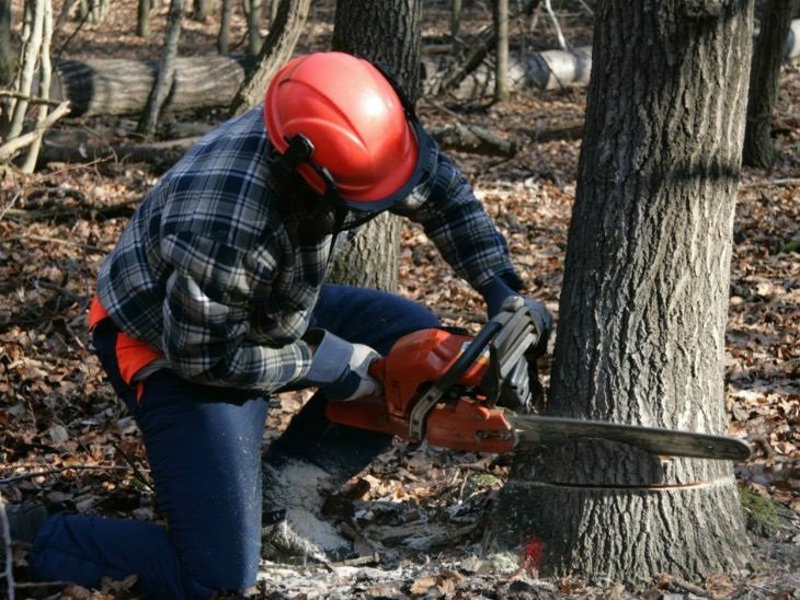 Tree Cutting Approval